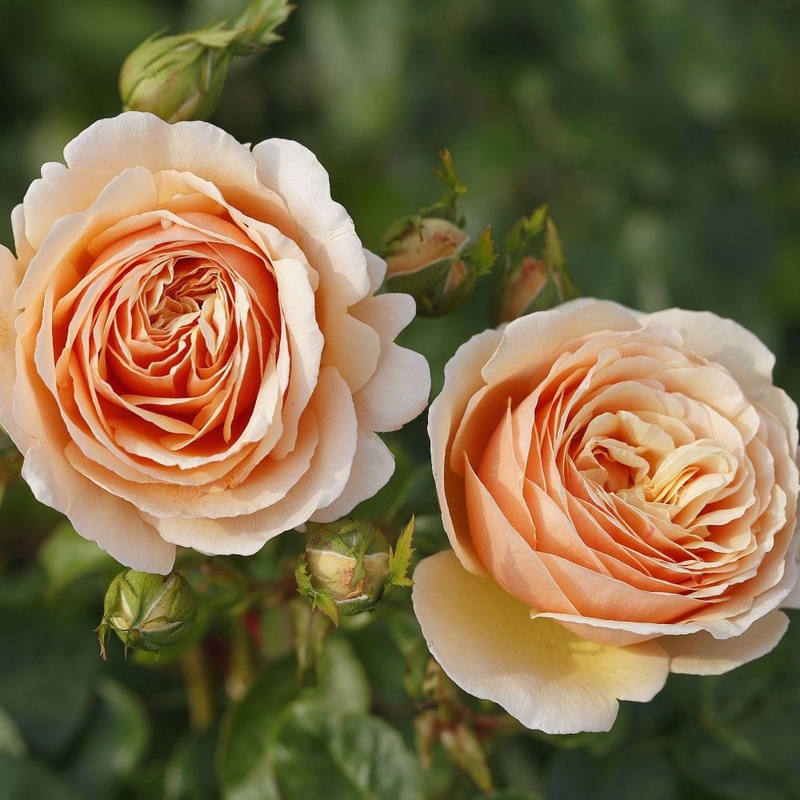 ‘Tropicana’ Hybrid Tea Rose
