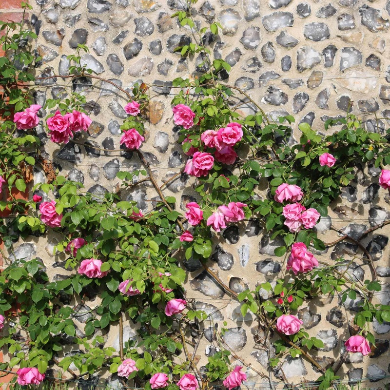 ‘Valentine Heart’ Floribunda Rose