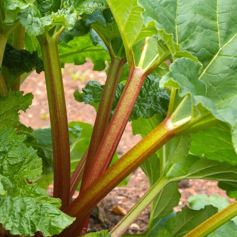 ‘Victoria’ Rhubarb Plant