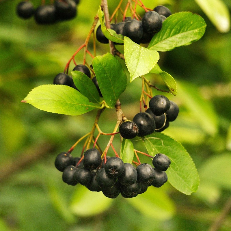 ‘Viking’ Chokeberry Bush | Aronia x prunifolia