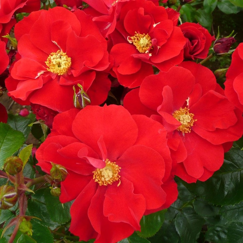 ‘W B Yeats’ Floribunda Rose