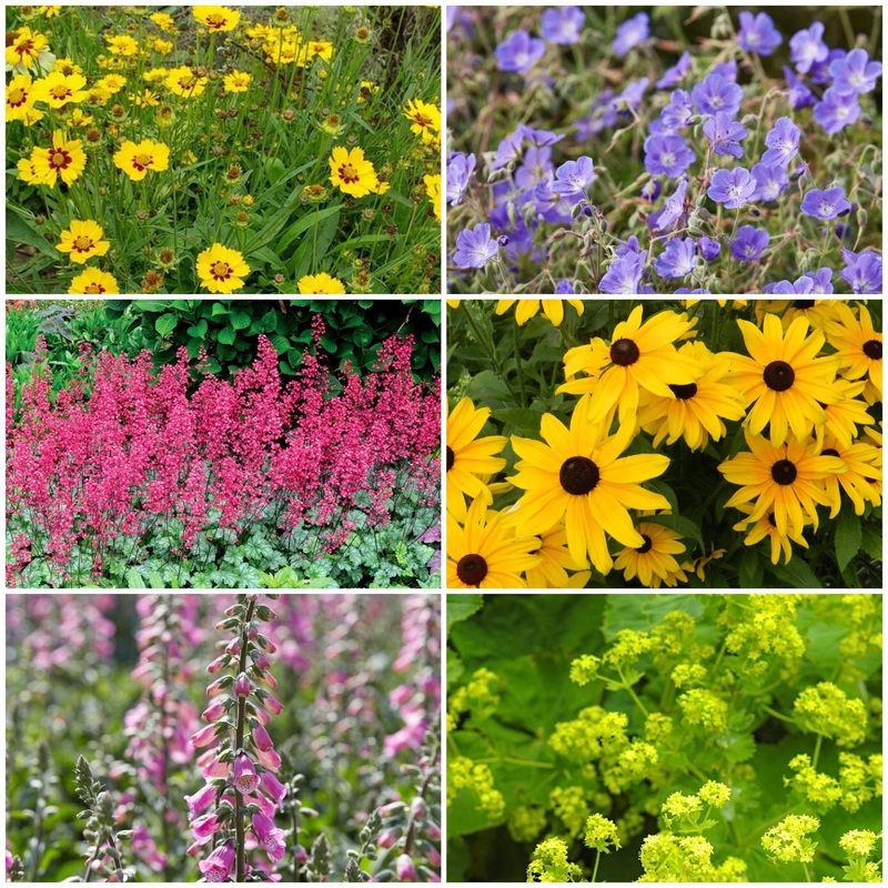 Warm Summer Flowering Perennial Collection