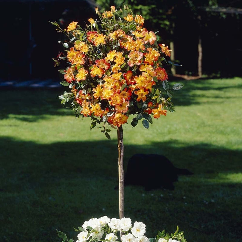 ‘Warm Welcome’ Climbing Rose