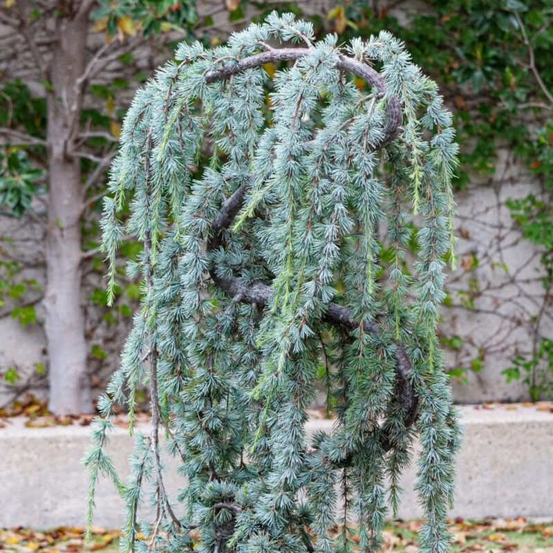 Weeping Blue Cedar Tree | Cedrus atlantica ‘Glauca Pendula’
