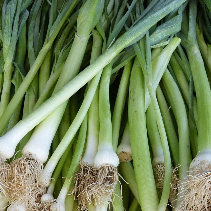 ‘White Lisbon’ Spring Onion Plants Strip of 32 Plants