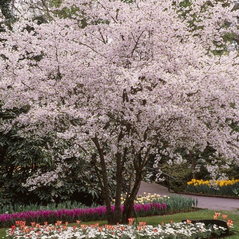 White Winter Flowering Cherry Tree | Prunus subhirtella ‘Autumnalis’