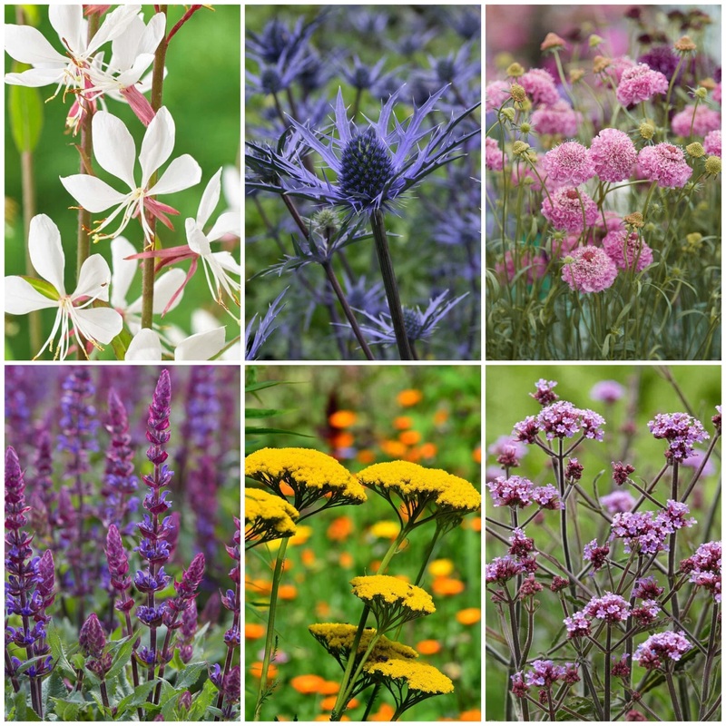 Wild and Wonderful Prairie Plant Collection