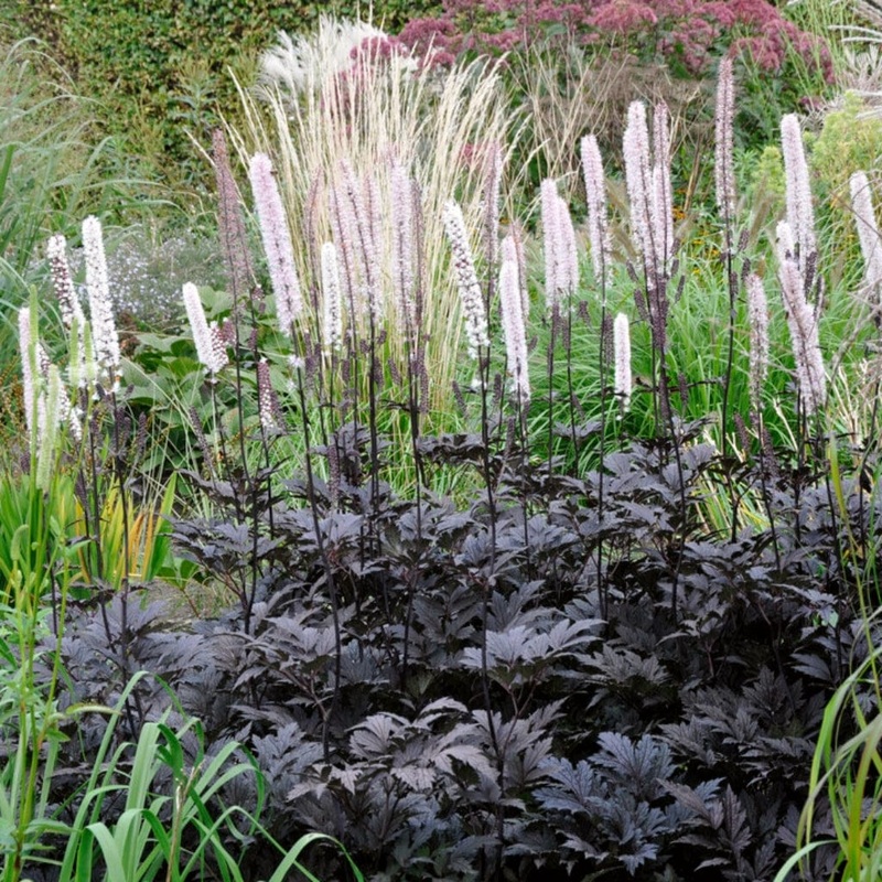 Actaea simplex ‘Brunette’