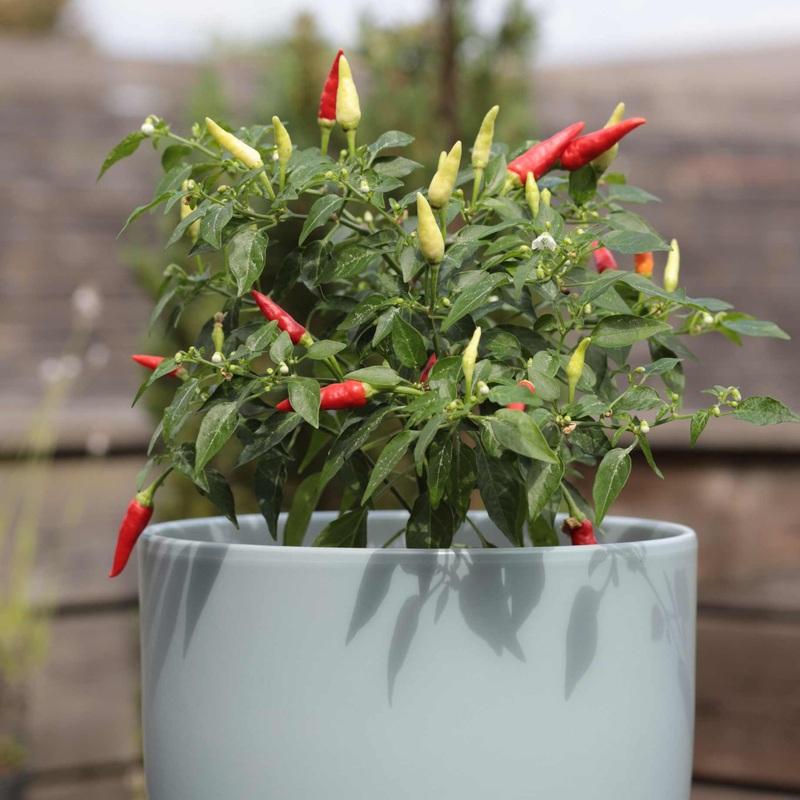 ‘Basket of Fire’ Chilli Pepper Plant