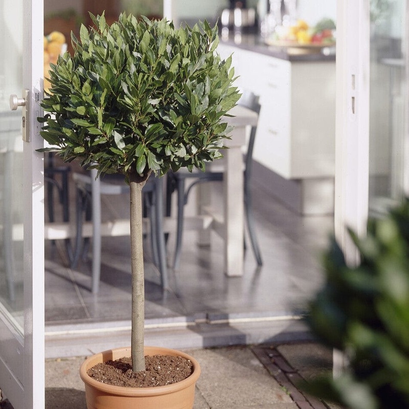 Bay Laurel Tree | Laurus nobilis