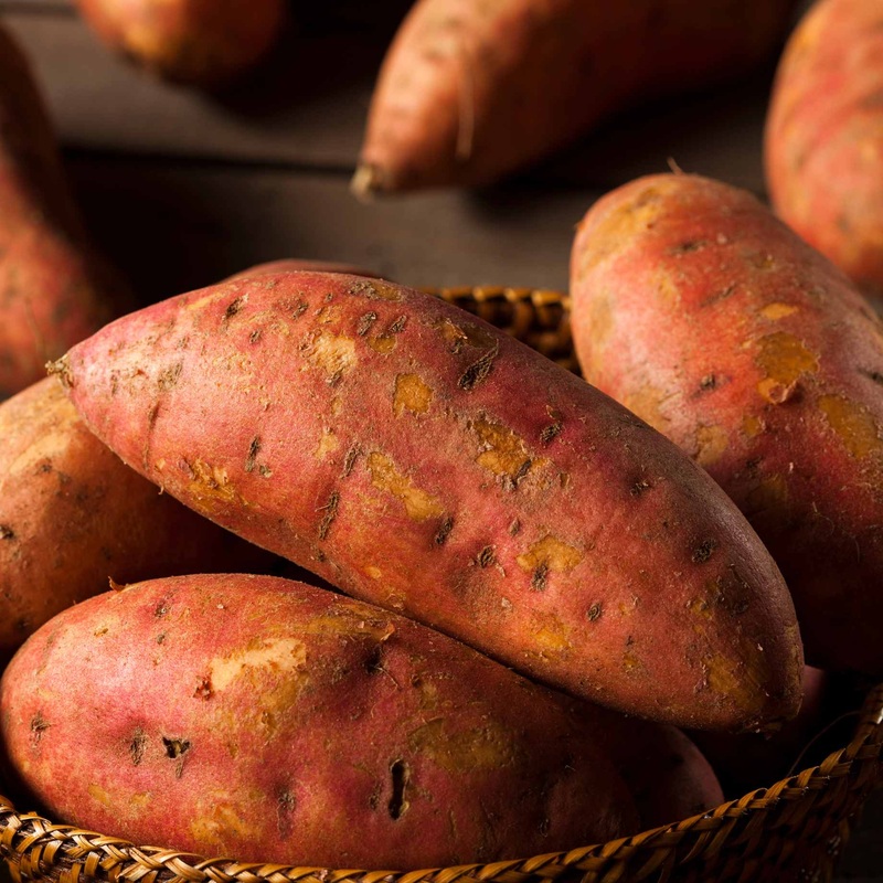‘Beauregard’ Sweet Potato Plant