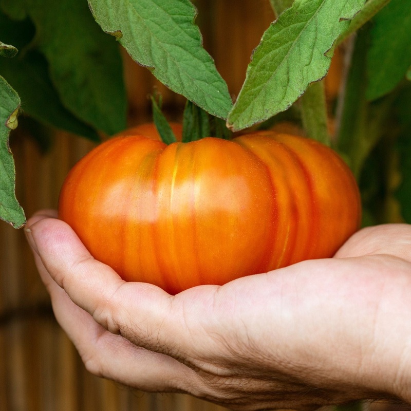 ‘Beefmaster’ Tomato Plant