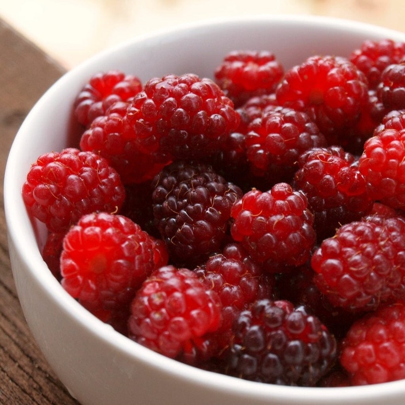 Boysenberry Bush | Rubus ursinus  idaeus