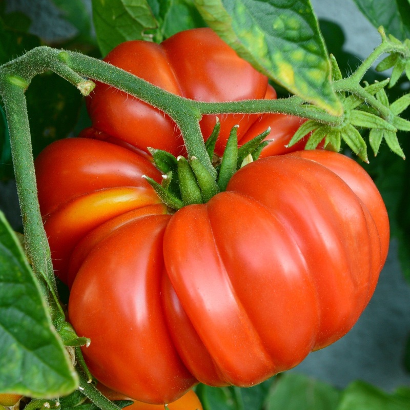 ‘Brandy Wine’ Heritage Tomato Plant
