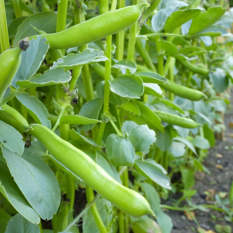 Broad Bean Plant ‘The Sutton’