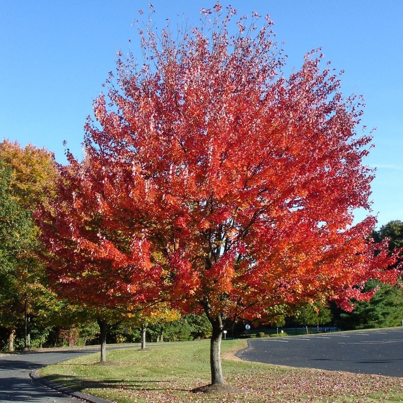 Canadian Red Maple Tree | Acer rubrum ‘Red Pointe’