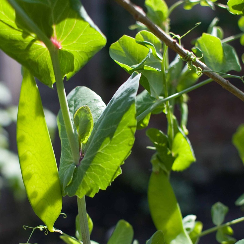 ‘Carouby de Mausanne’ Mangetout Plants