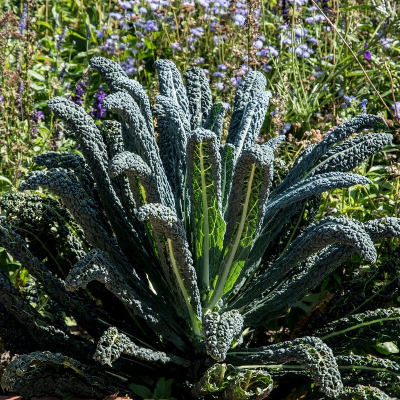 ‘Cavolo Nero’ Black Kale Plants