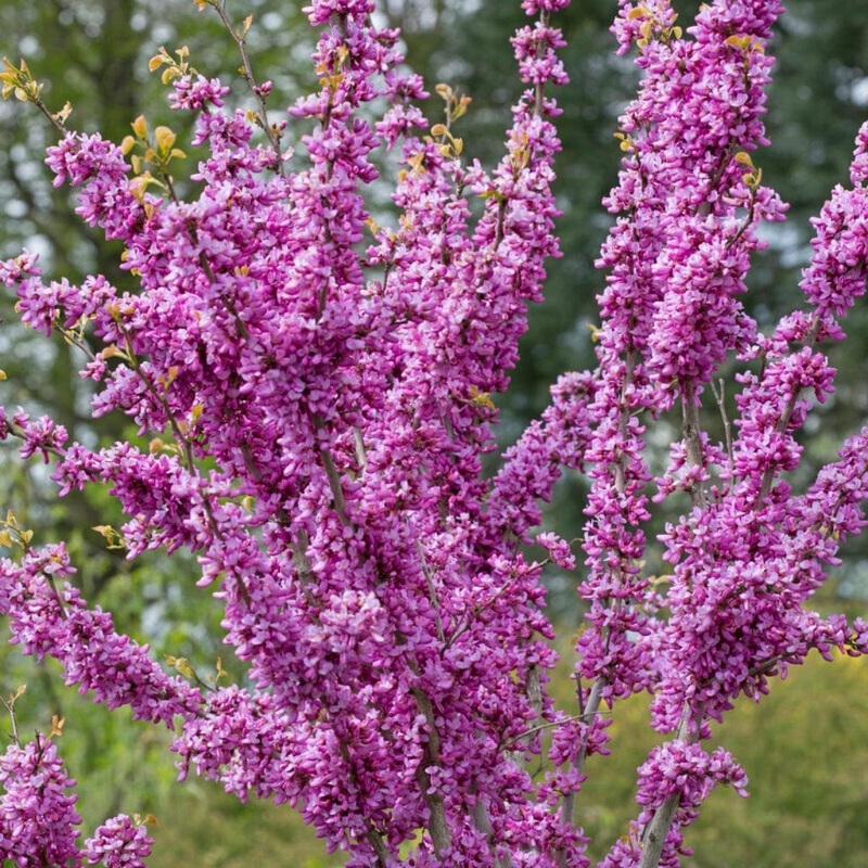 Chinese Redbud Tree | Cercis chinensis ‘Avondale’