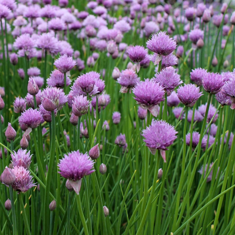 Chives Plant