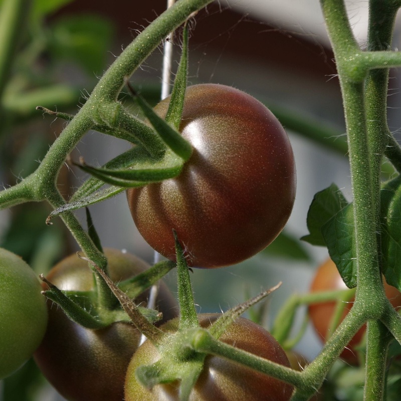 ‘Chocolate Cherry’ Tomato Plant