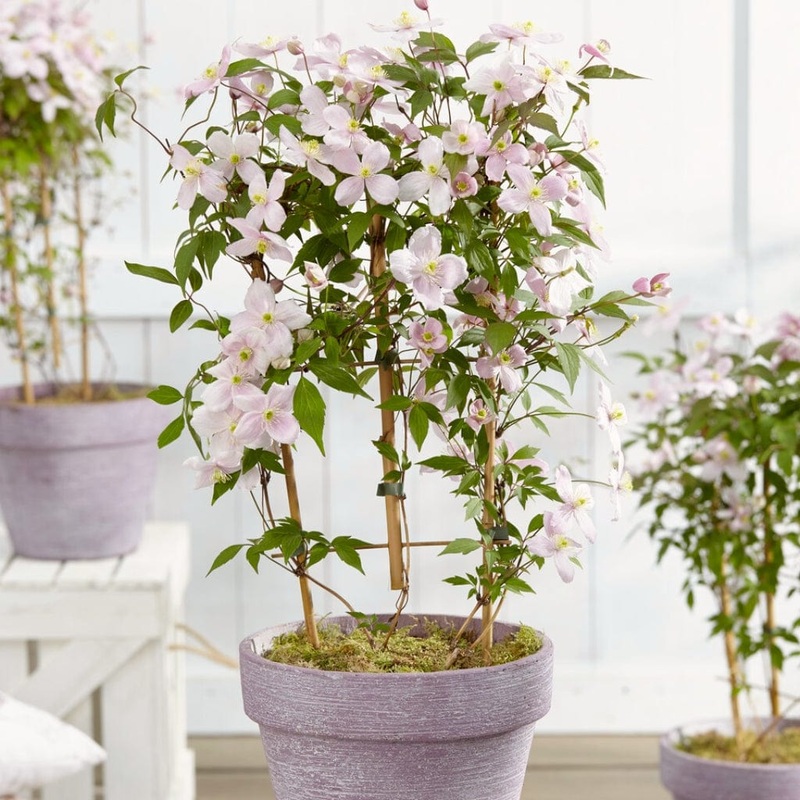 Clematis montana ‘Rubens’