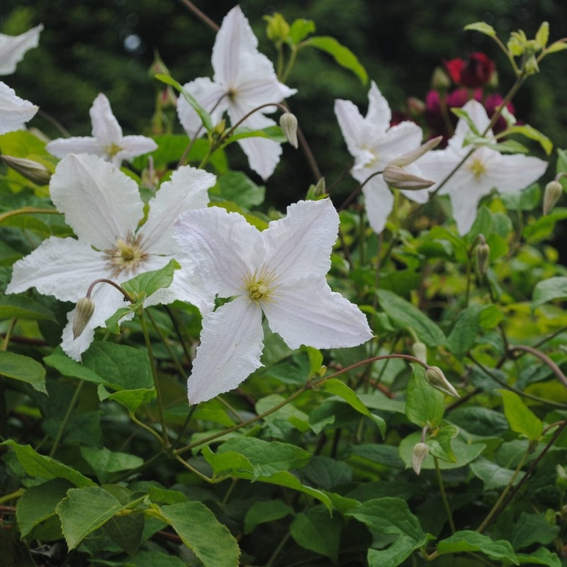 Clematis ‘Prince George’