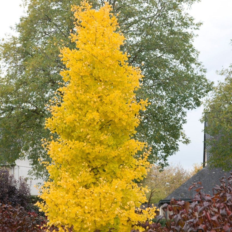 Columnar Ginkgo Tree | Ginkgo biloba ‘Menhir’