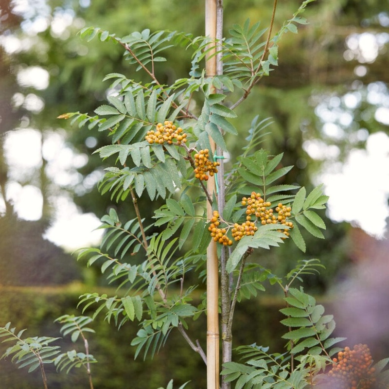 ‘Copper Kettle’ Rowan Tree | Sorbus