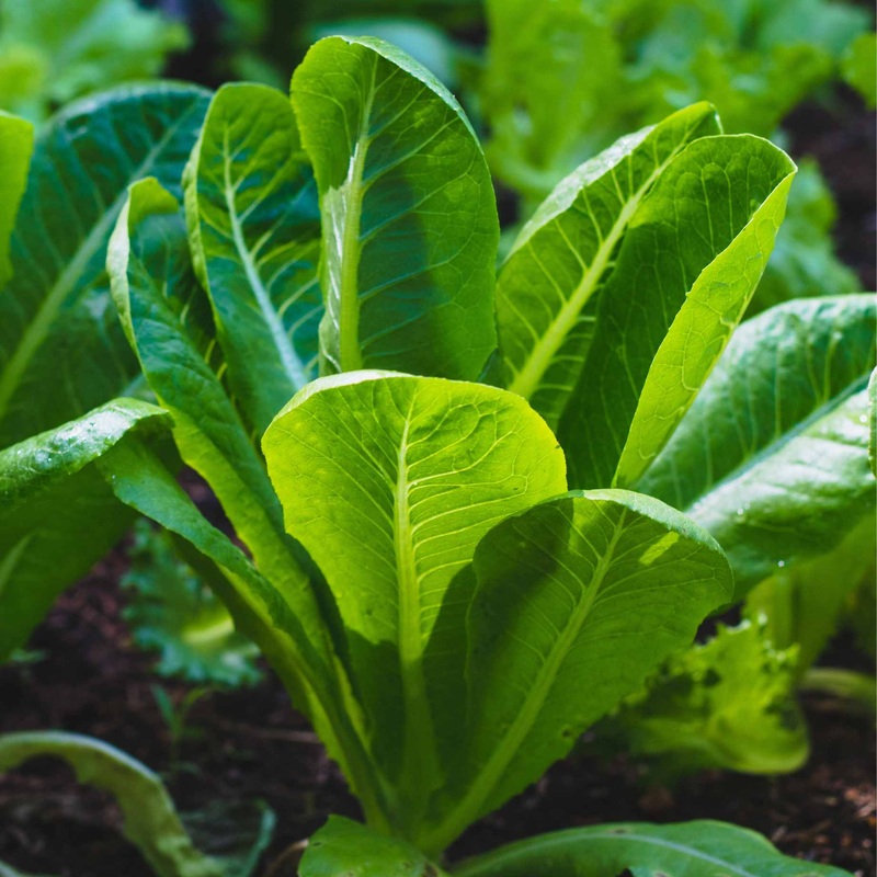 ‘Cos Cucuracha’ Lettuce Plants