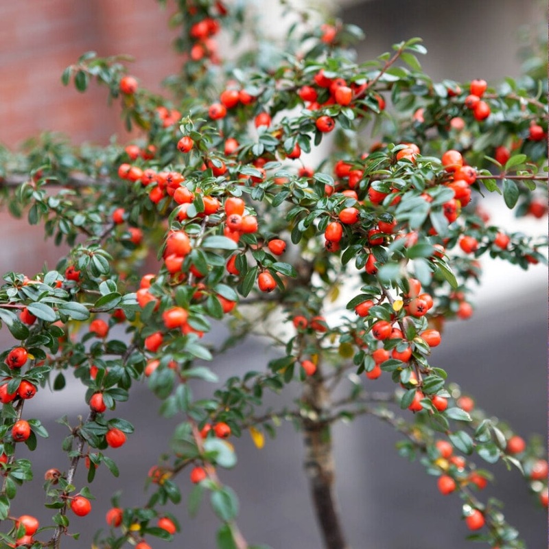 Cotoneaster ‘Coral Beauty’
