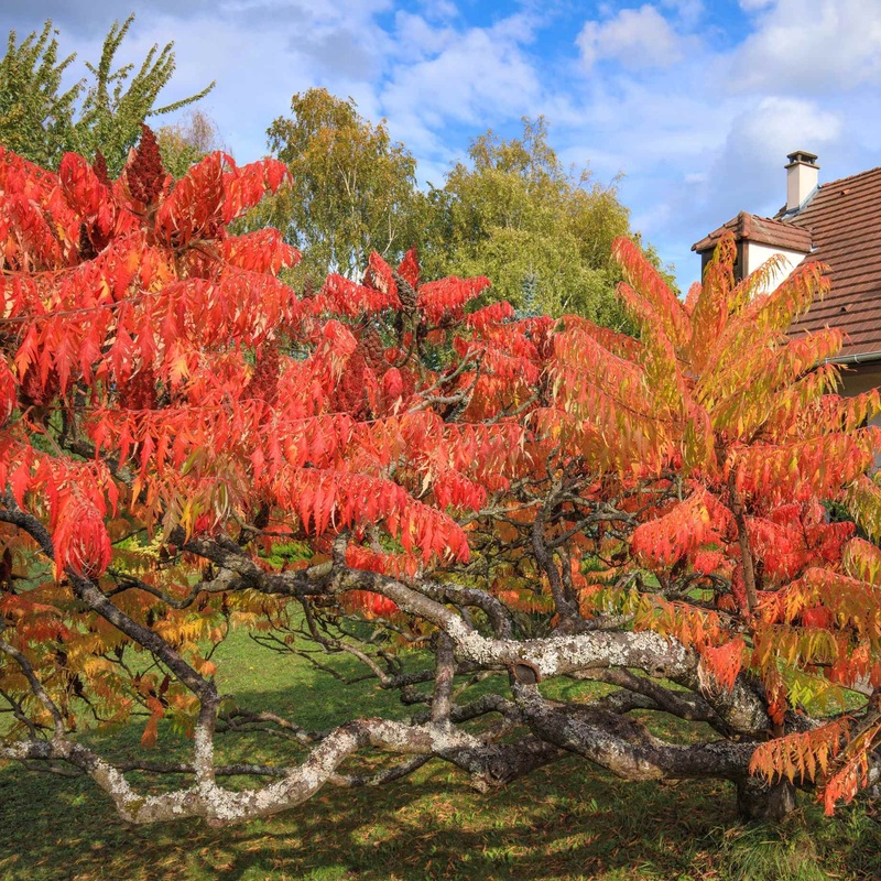 Cut-Leaved Sumach Tree | Rhus typhina ‘Laciniata’