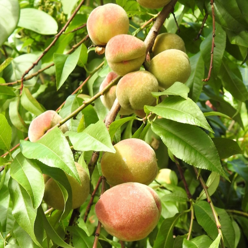 ‘Duke of York’ Peach Tree