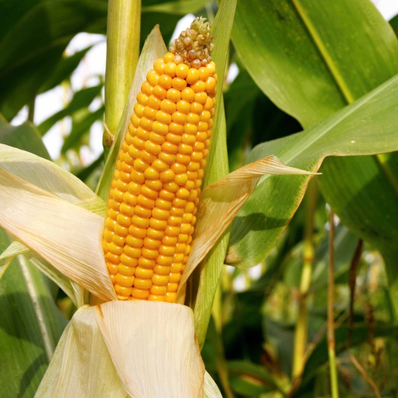 ‘Earlibird’ Extra Sweet Sweetcorn Plants