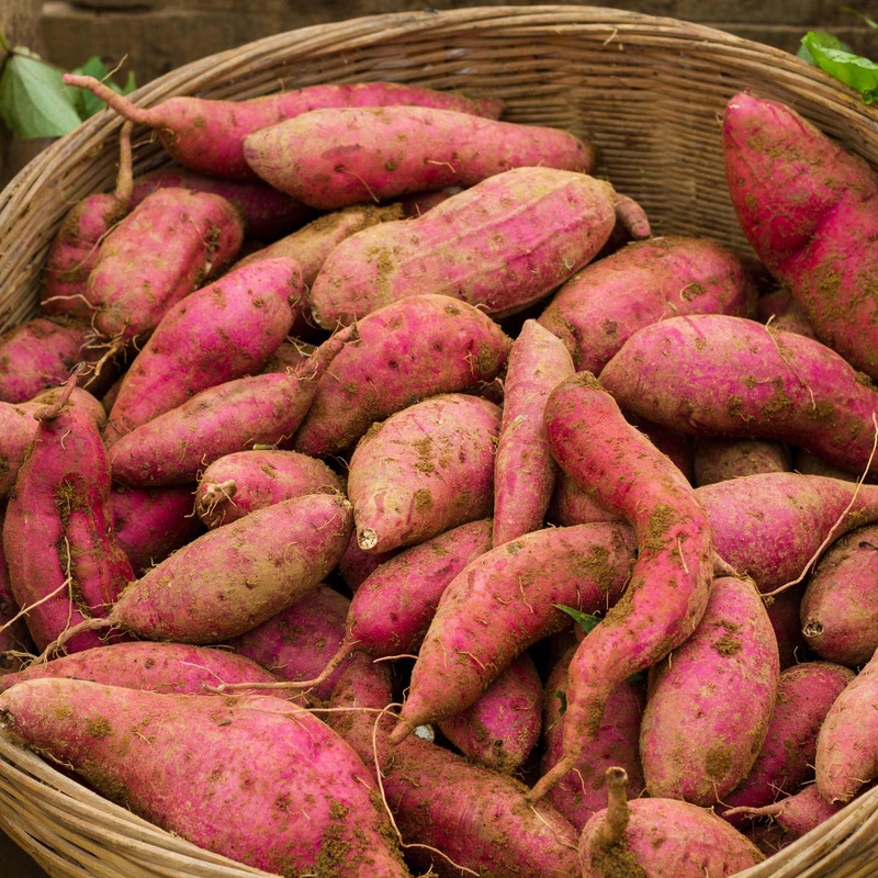 ‘Evangeline’ Sweet Potato Plant