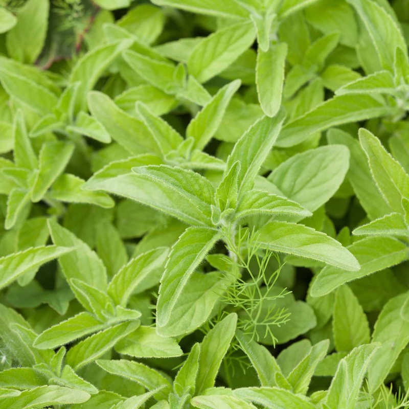 French Tarragon Plant