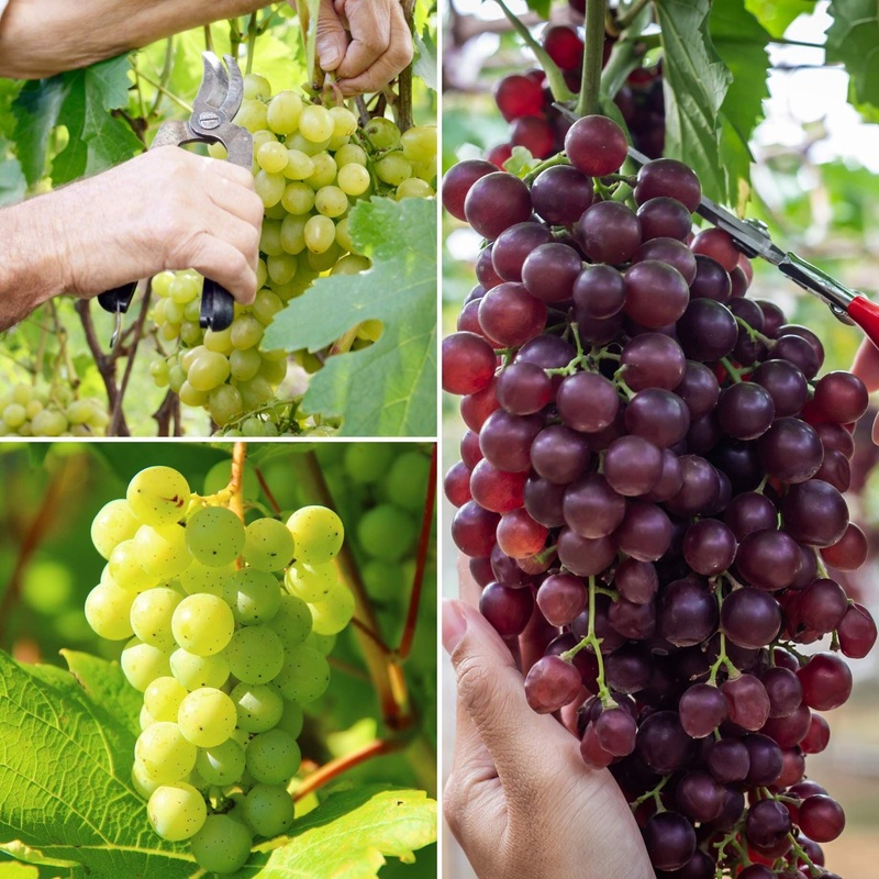 Full Season Grape Vines Collection