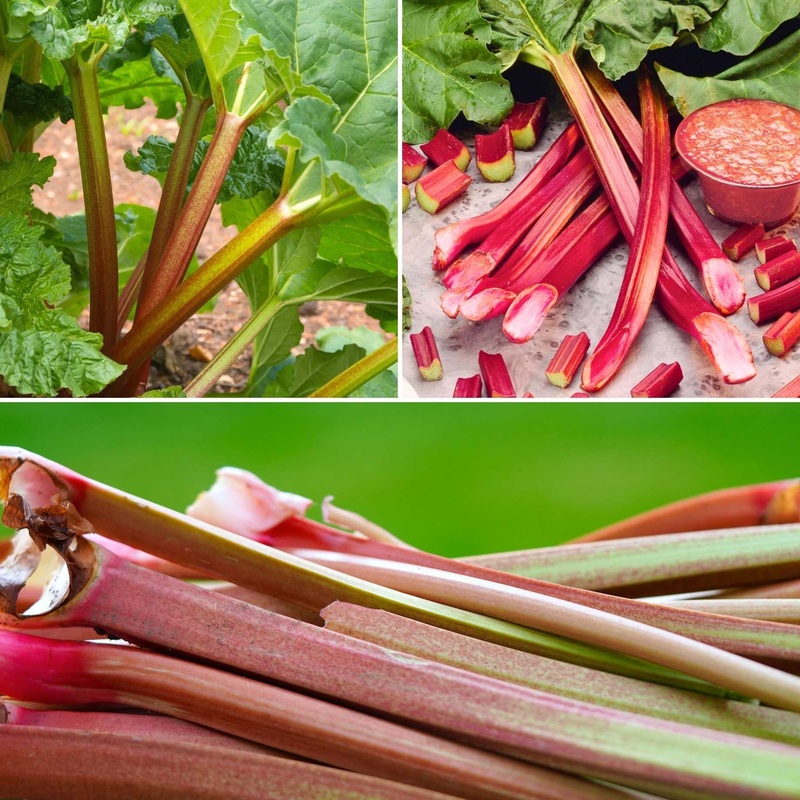 Full Season Rhubarb Collection