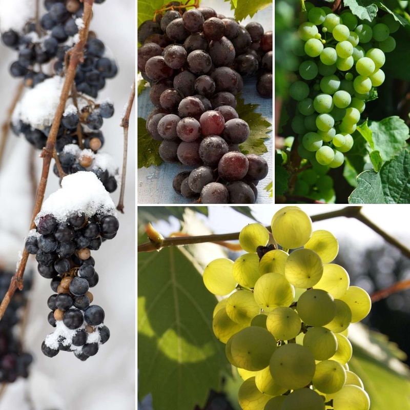 Grape Vines for Cold Areas Collection