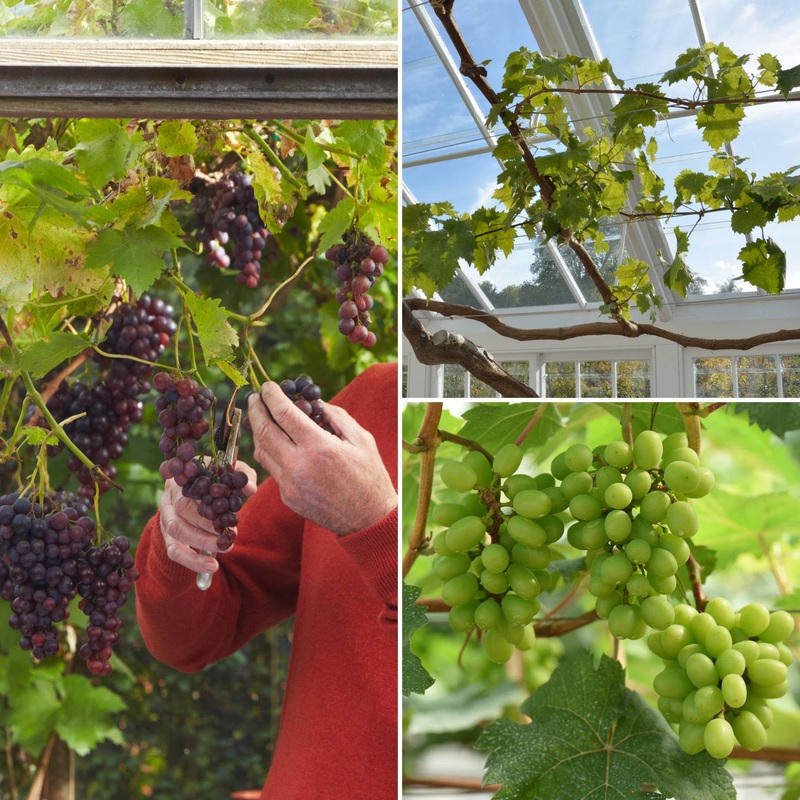 Grapes for Greenhouses Collection
