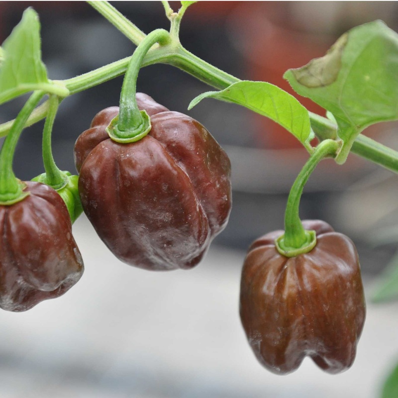 ‘Habanero Chocolate’ Grafted Chilli Pepper Plant