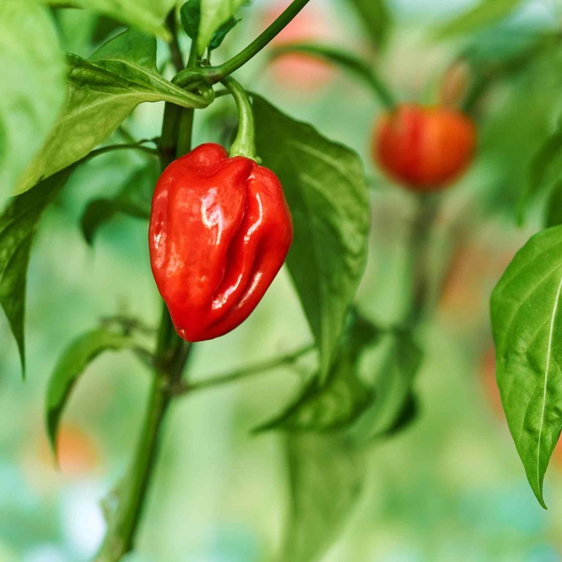 ‘Habanero Paper Lantern’ Chilli Pepper Plant