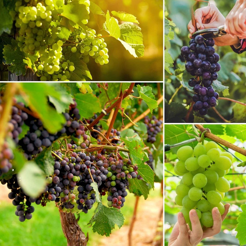 Heritage Grape Vines Collection