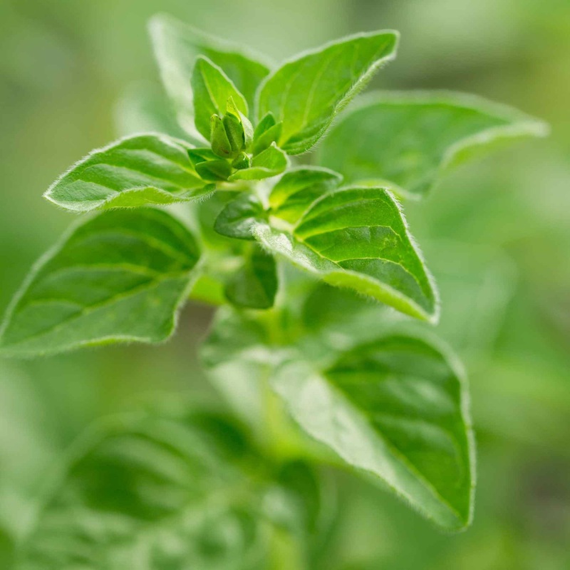 ‘Hot & Spicy’ Oregano Plant