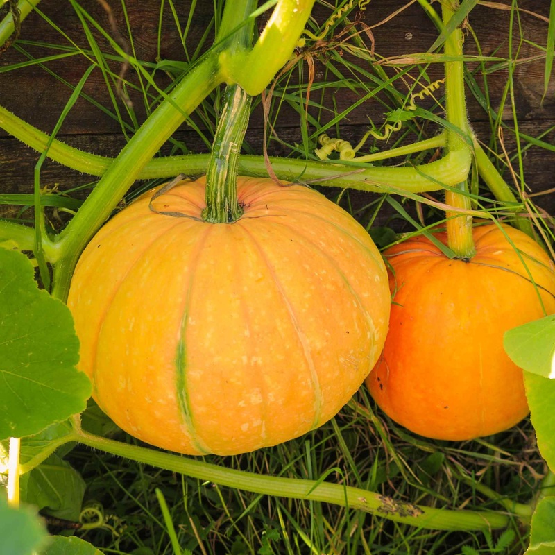 ‘Jack O’Lantern’ Pumpkin Plant
