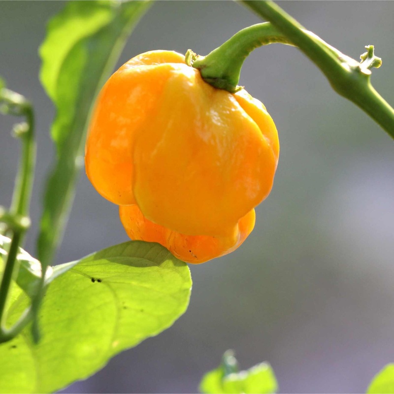 ‘Jamaican Yellow’ Grafted Chilli Pepper Plant