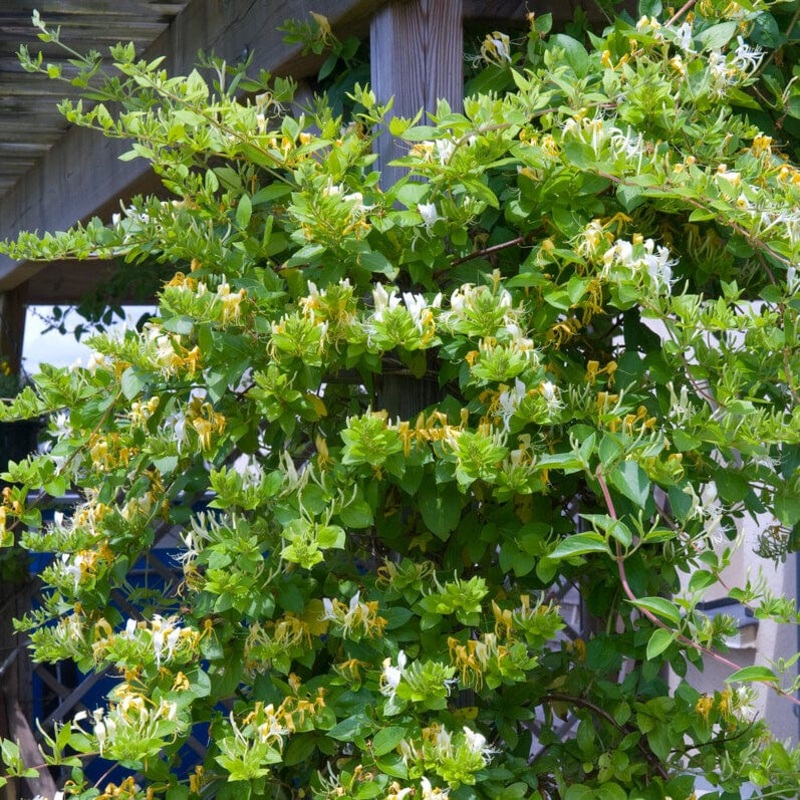 Japanese Honeysuckle | Lonicera Japonica ‘Chinensis’