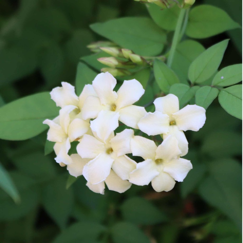 Jasmine ‘Clotted Cream’ | Jasminum officinale