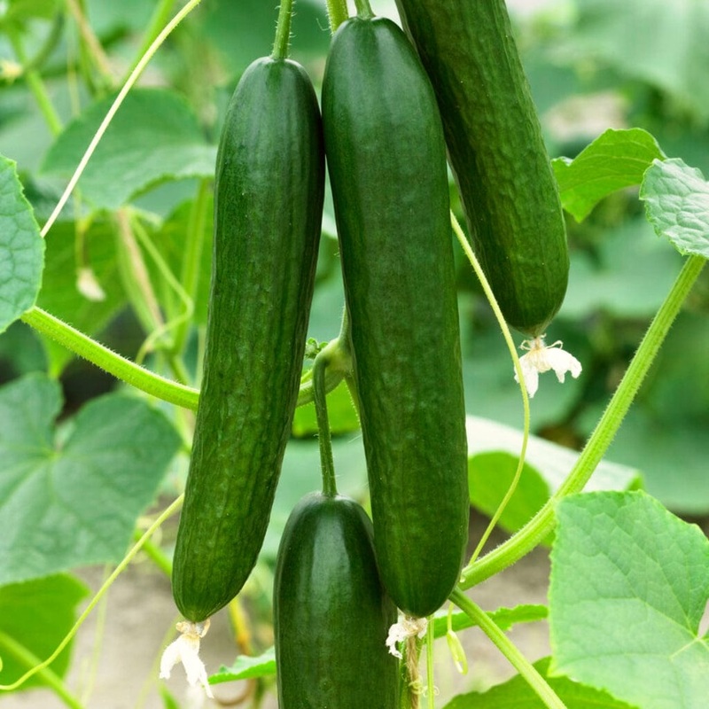 ‘Kuper F1’ Grafted Cucumber Plant