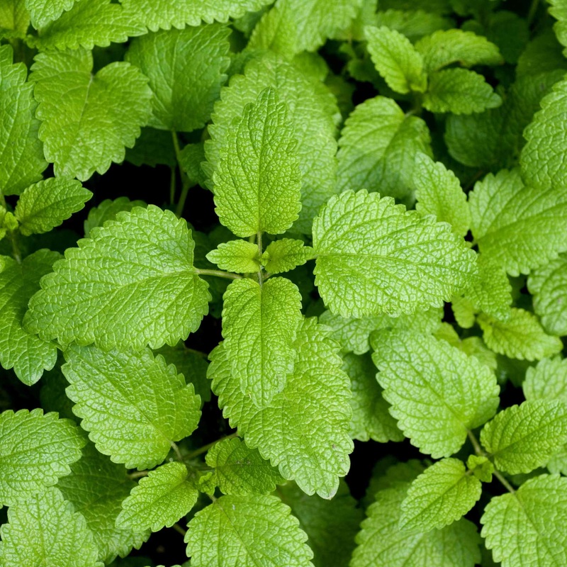 Lemon Balm Plant